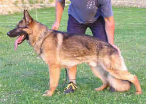 vasco